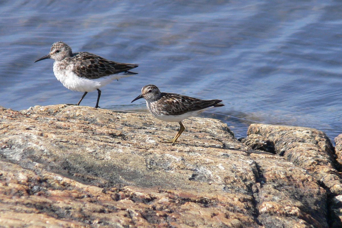 pygmésnipe - ML641067051