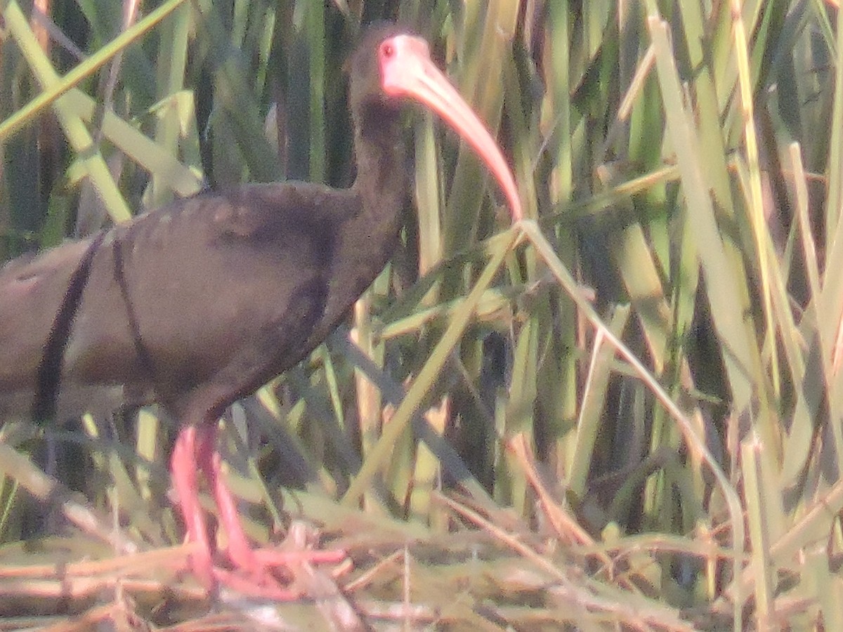 Ibis à face nue - ML641067109