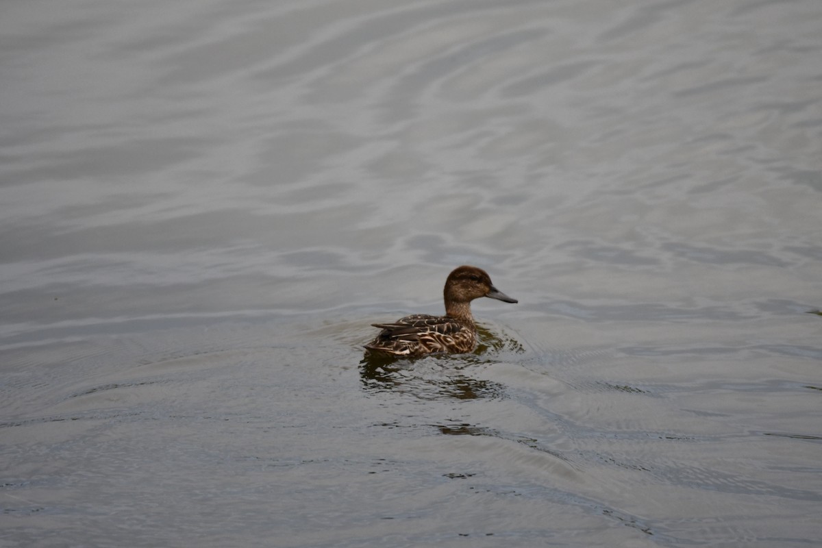Green-winged Teal - ML641067113