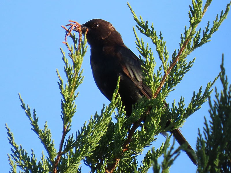 Brown-headed Cowbird - ML641067127