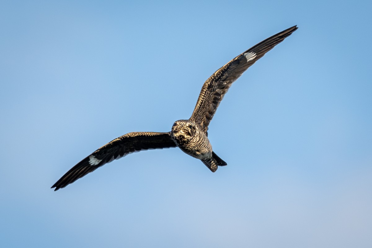 Common Nighthawk - ML641067138