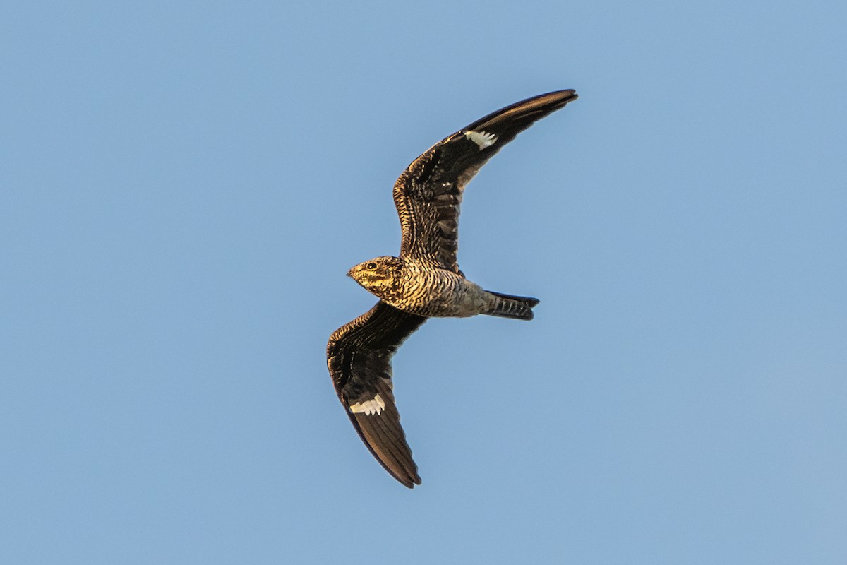 Common Nighthawk - ML641067139
