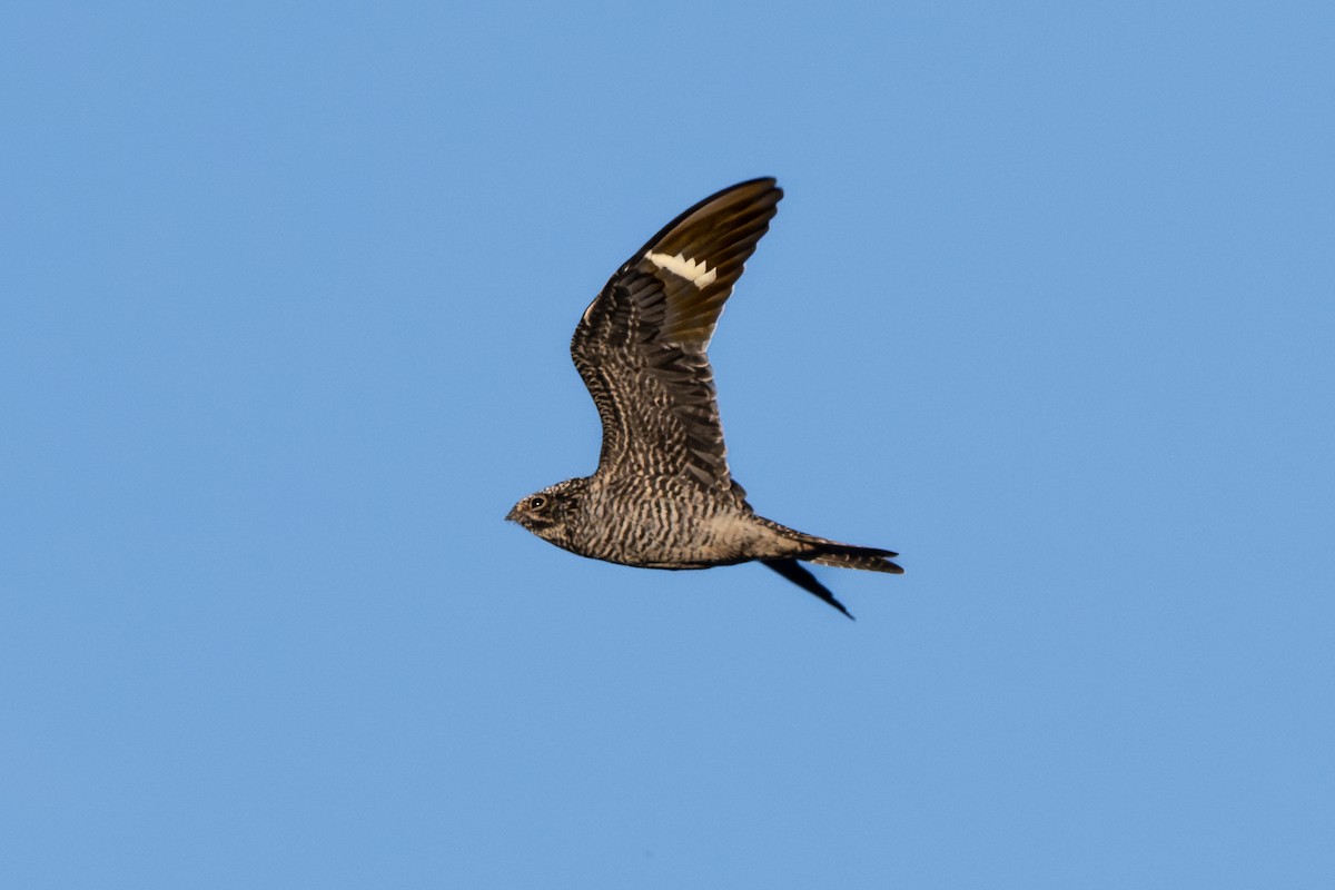 Common Nighthawk - ML641067140
