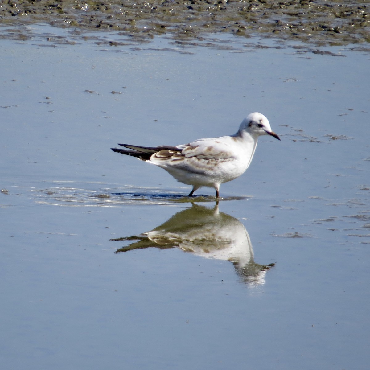 Black-headed Gull - ML641067147