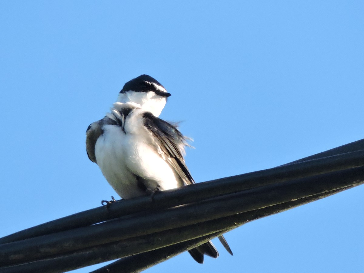 White-rumped Swallow - ML641067166