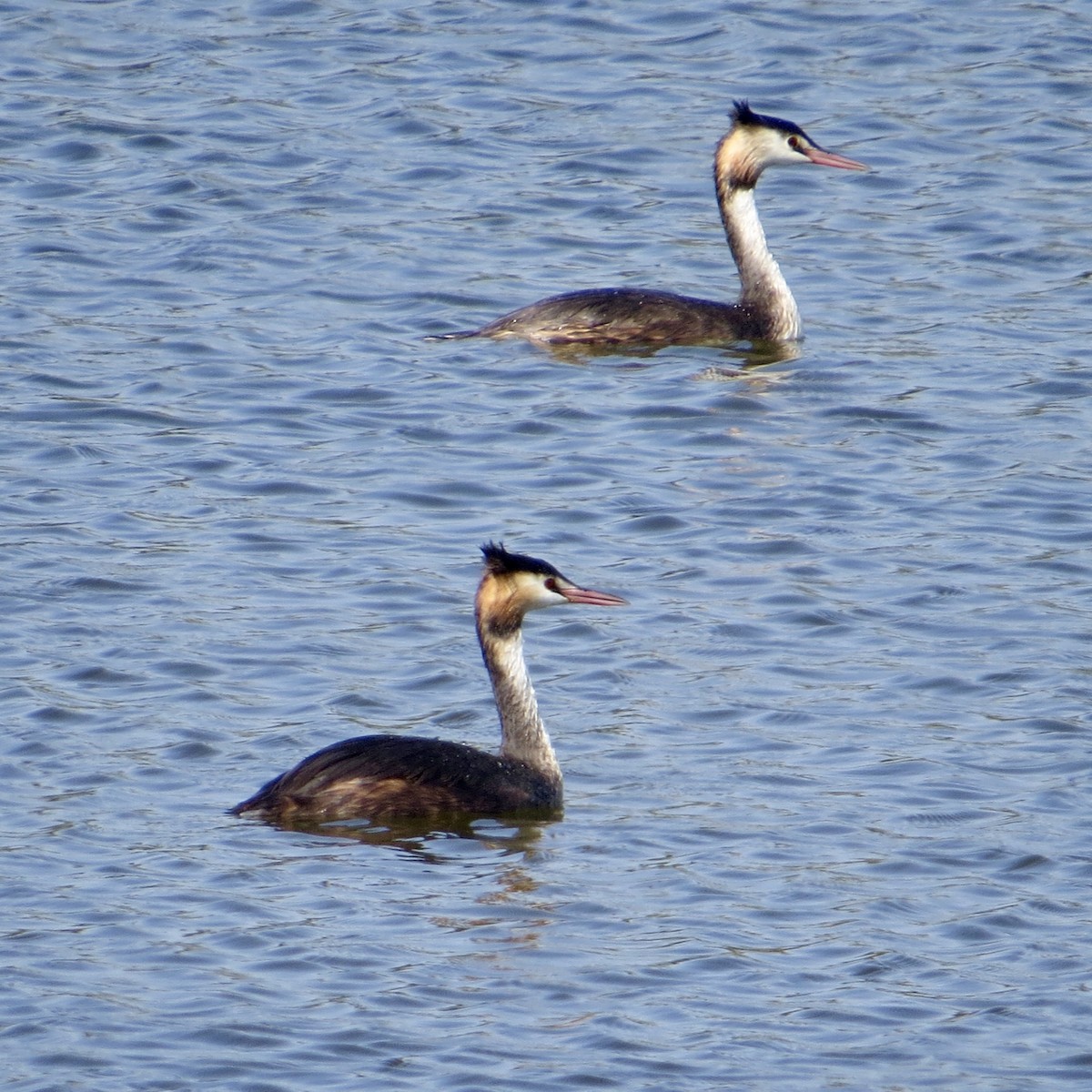 Great Crested Grebe - ML641067168