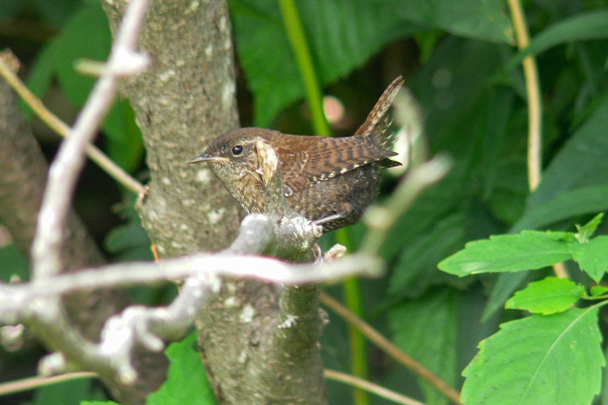Winter Wren - ML641067183