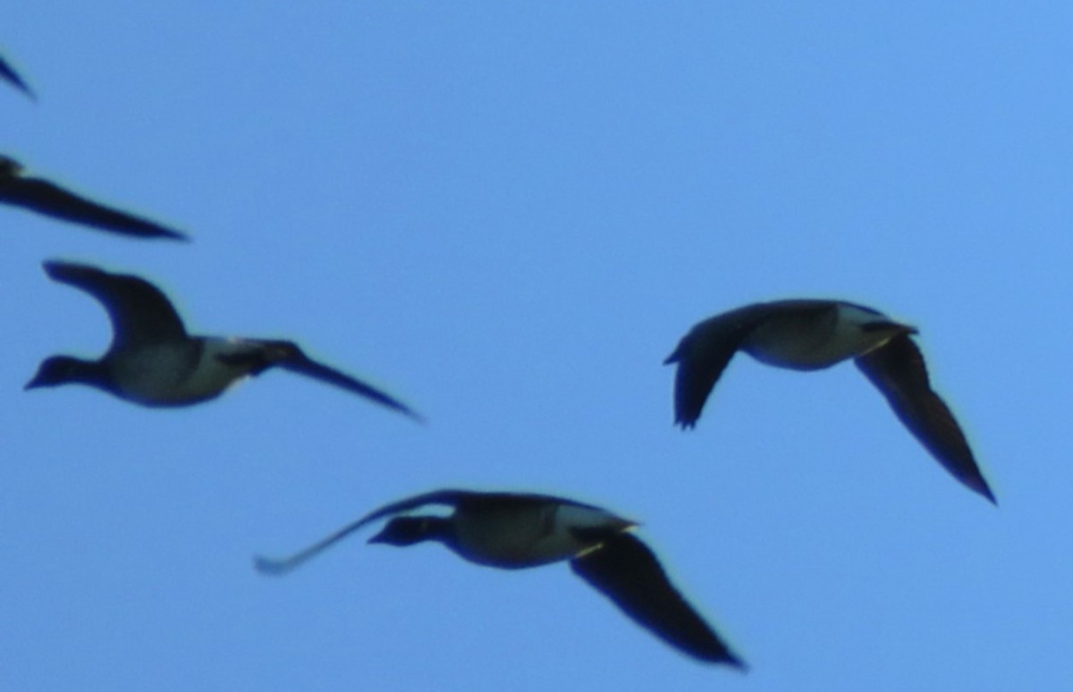 Brant - ML641067201