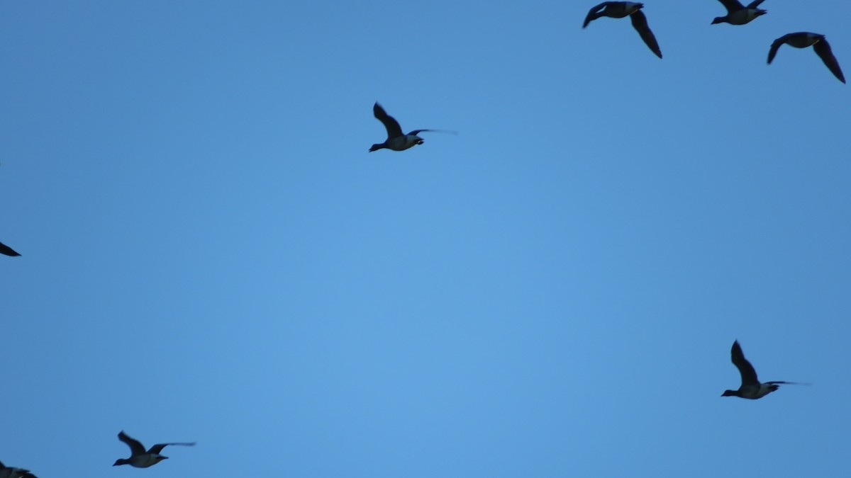 Brant - ML641067202