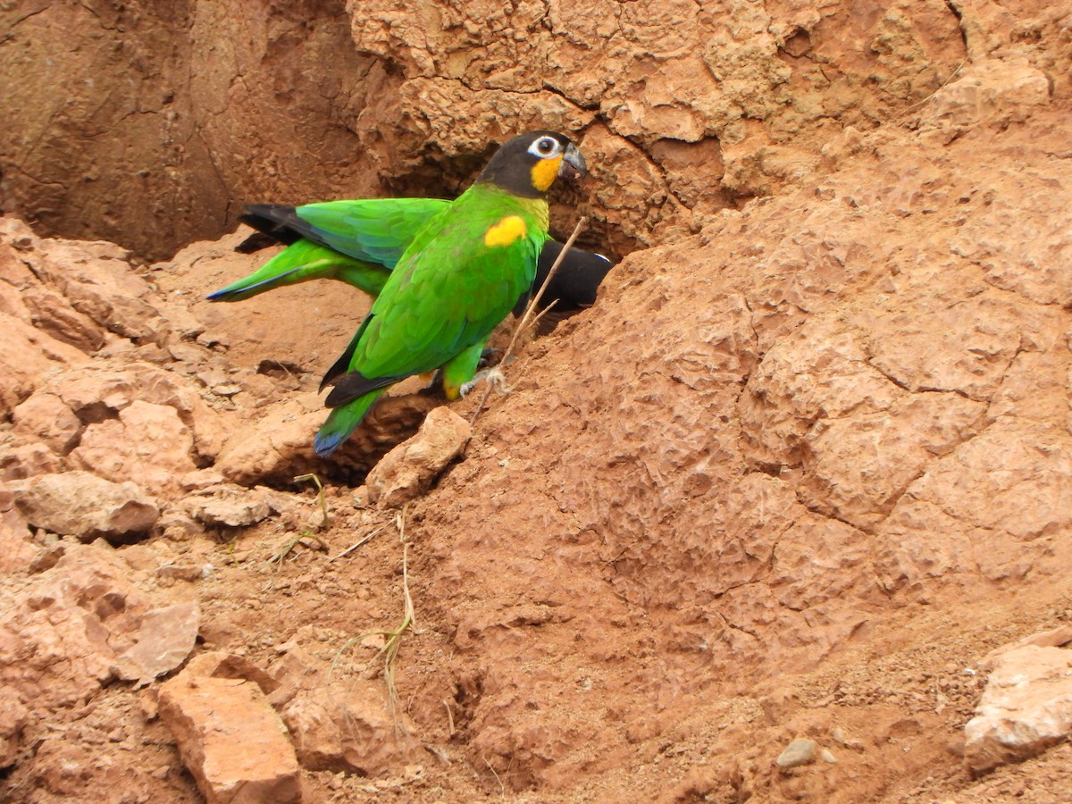 Orange-cheeked Parrot - ML641067210