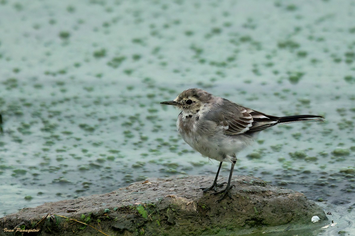 White Wagtail - ML641067217