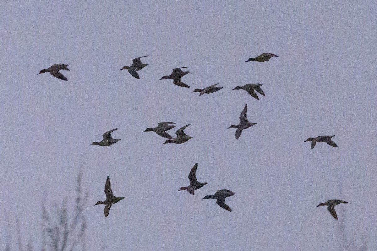 Green-winged Teal - ML641067240