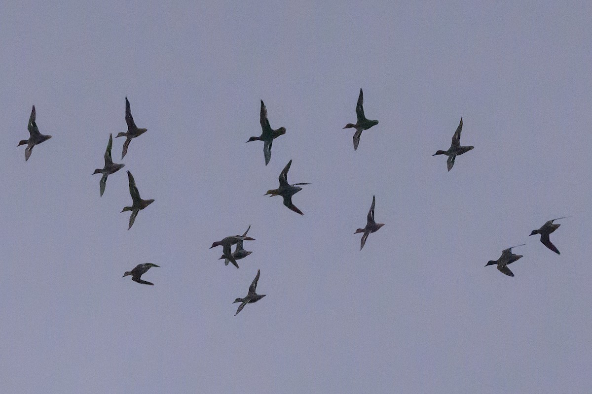 Green-winged Teal - ML641067241