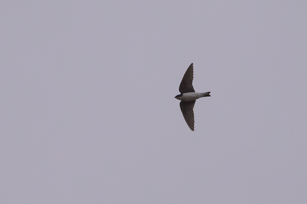 Tree Swallow - ML641067286