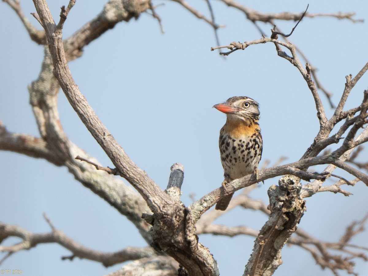 Spot-backed Puffbird - ML641067291