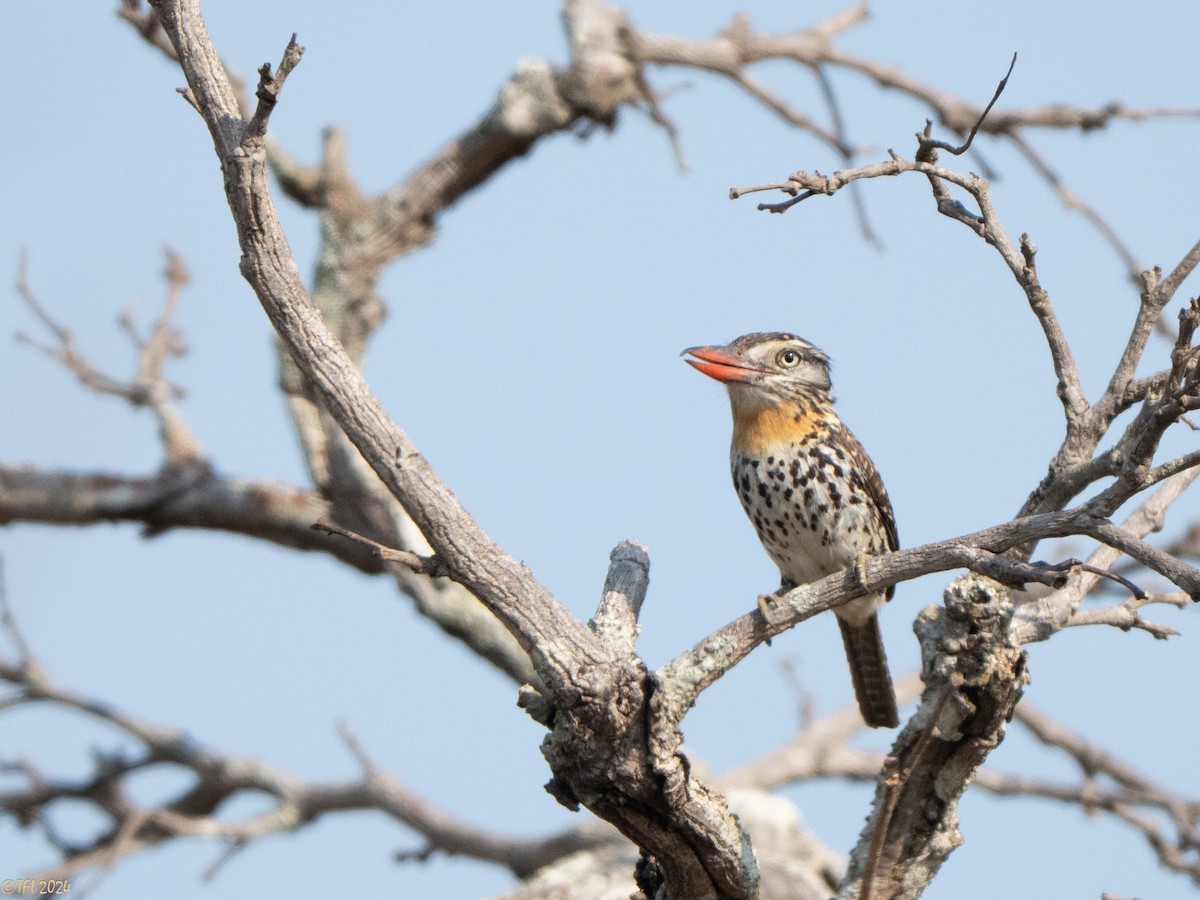Spot-backed Puffbird - ML641067295