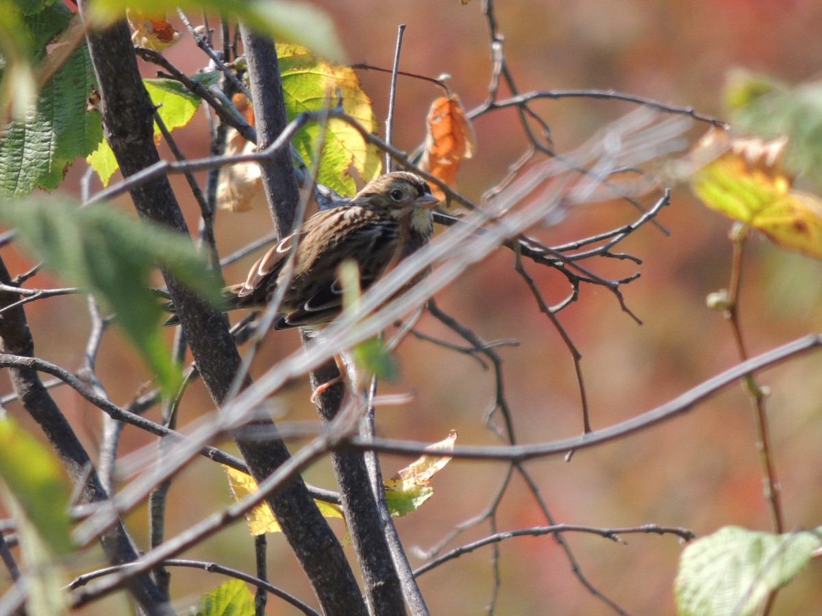 Savannah Sparrow - ML641067303