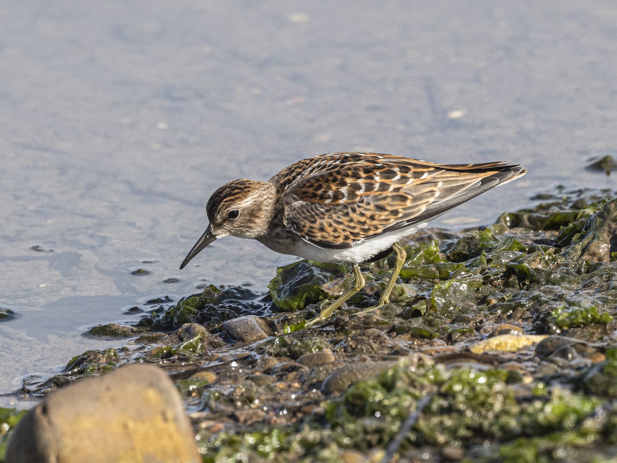 pygmésnipe - ML641067312