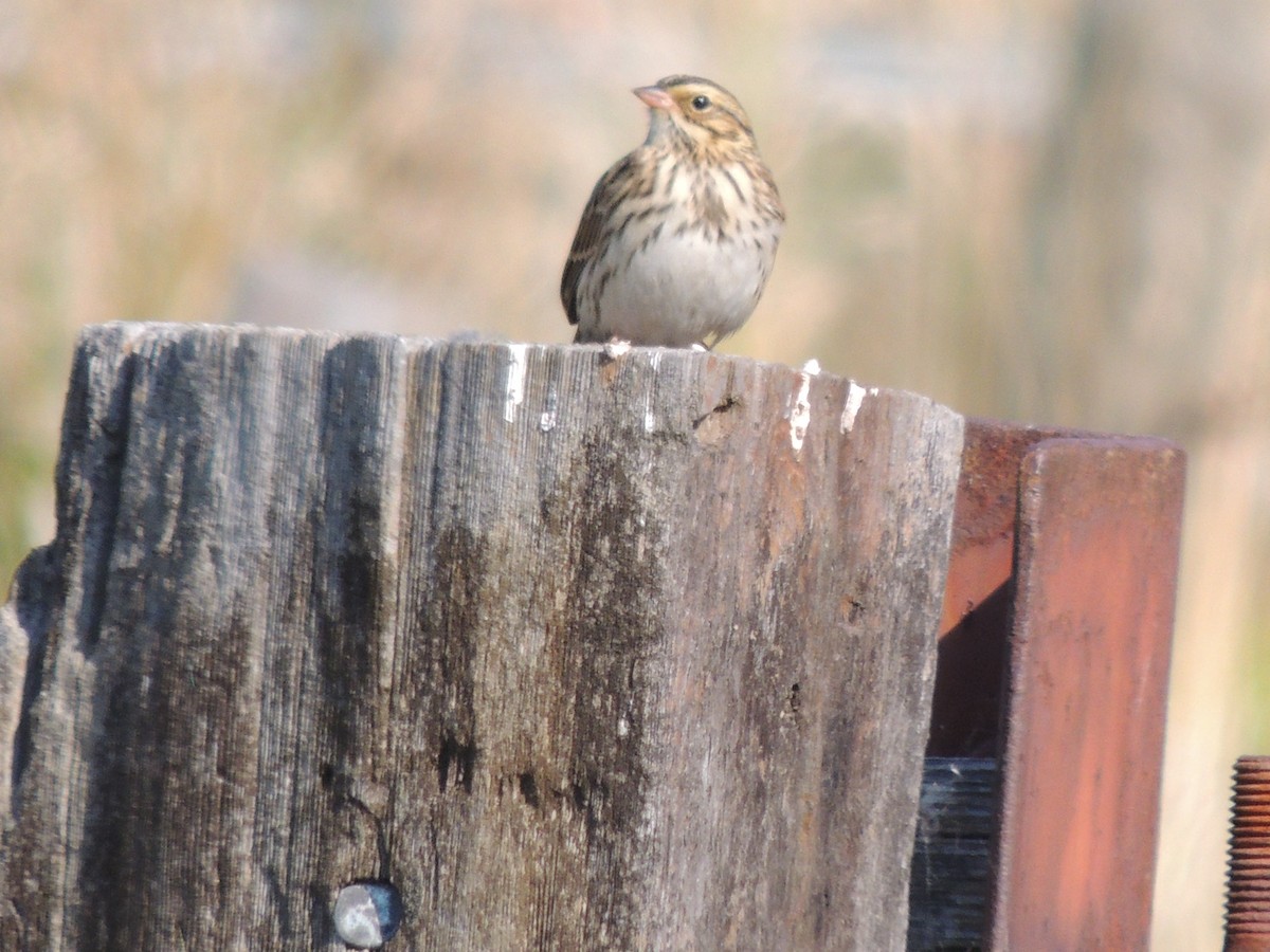 Savannah Sparrow - ML641067316