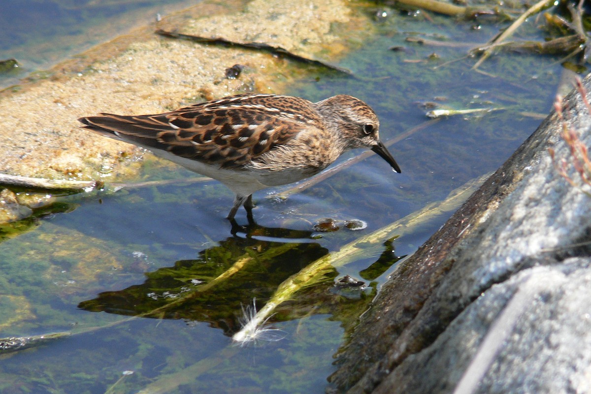 pygmésnipe - ML641067323