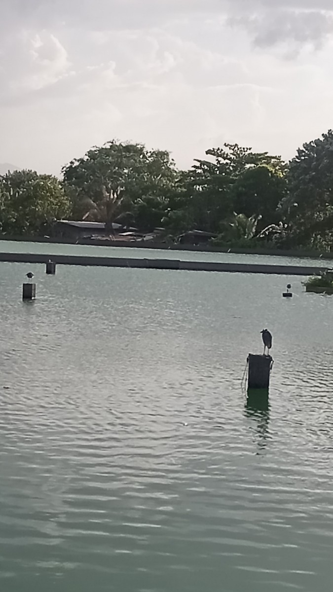 Yellow-crowned Night Heron - ML641067331