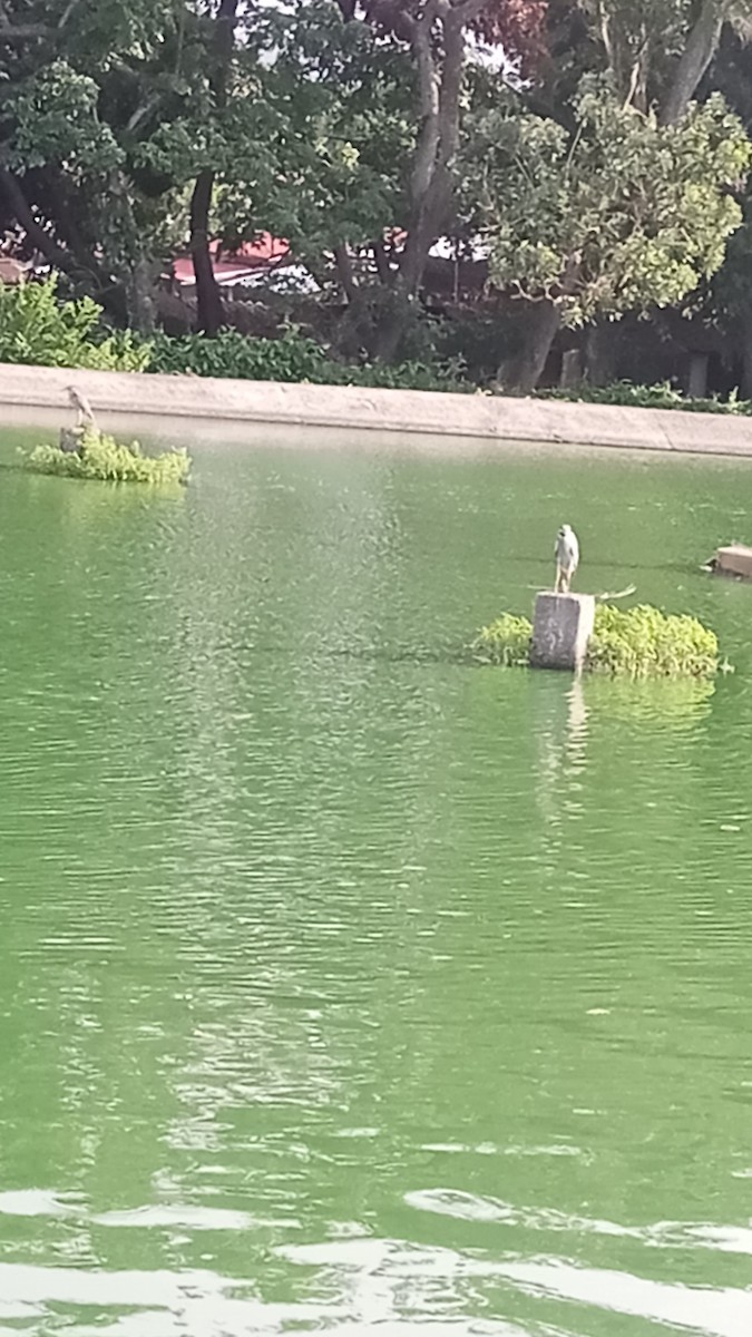 Yellow-crowned Night Heron - ML641067332