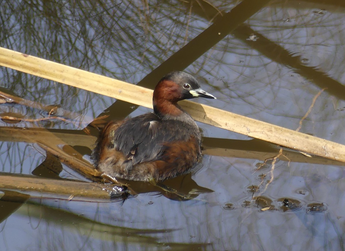 Little Grebe - ML641067347