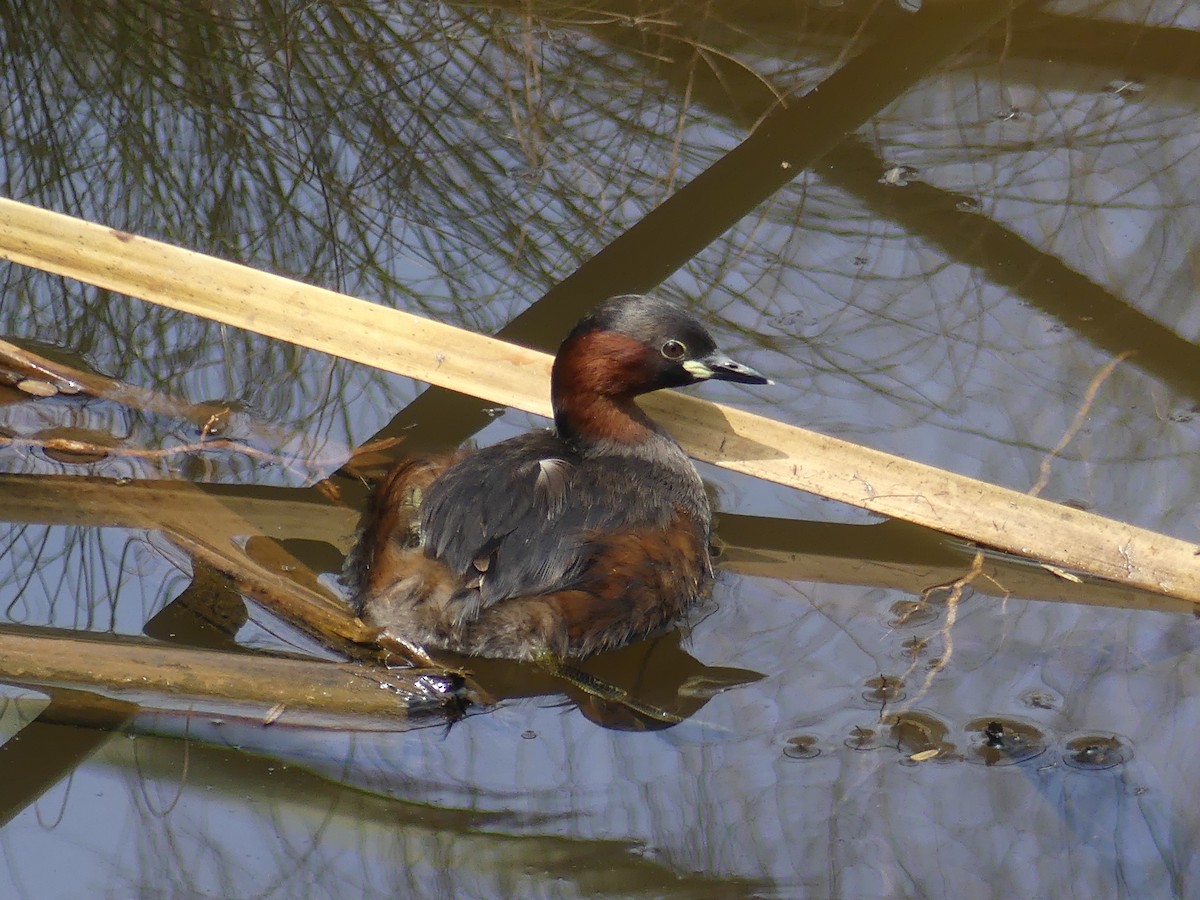 Little Grebe - ML641067349