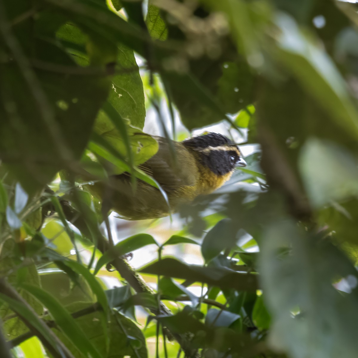 Black-capped Hemispingus - ML641067361
