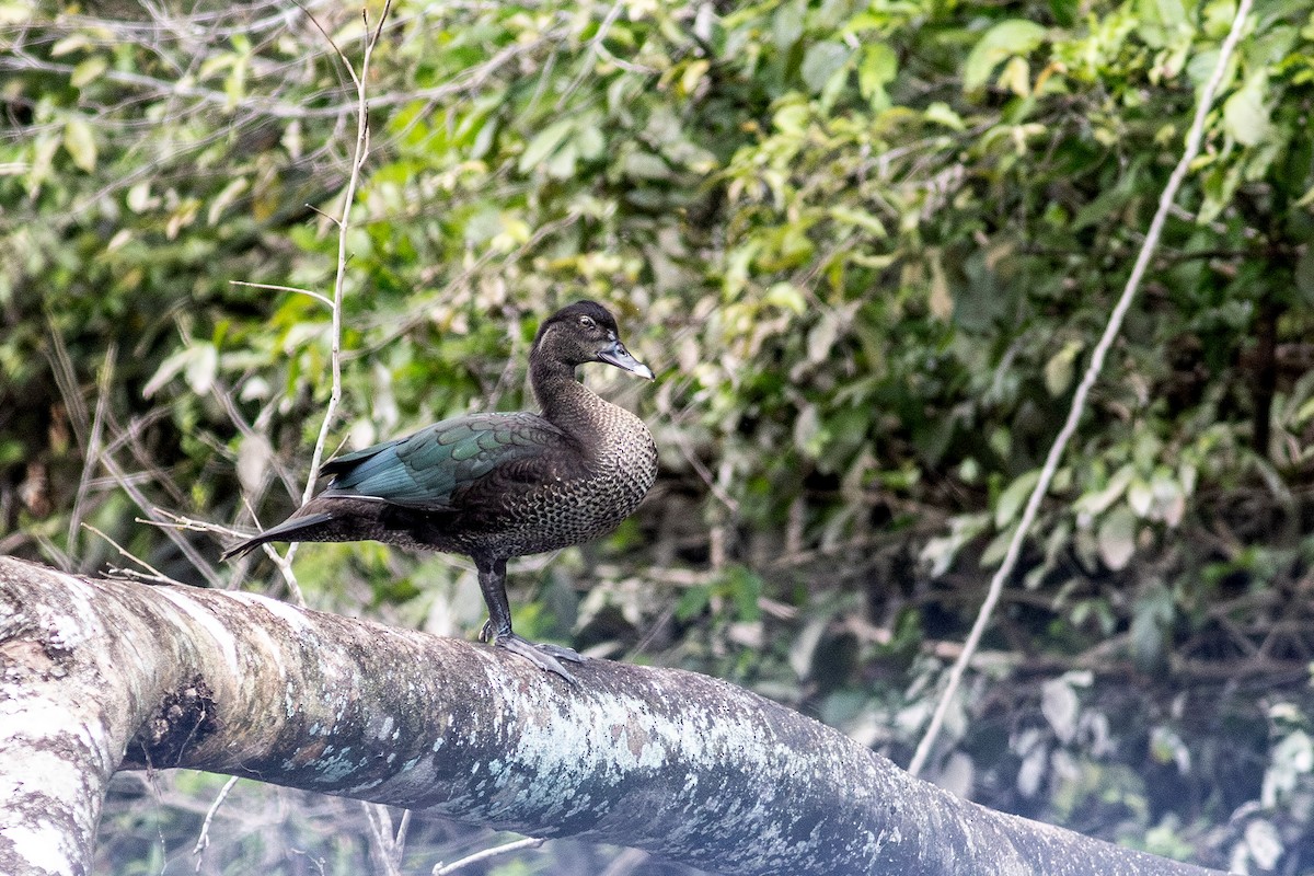 Muscovy Duck - ML641067365