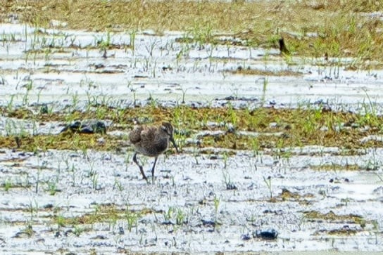 Stilt Sandpiper - ML641067385