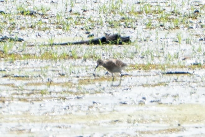 Stilt Sandpiper - ML641067386
