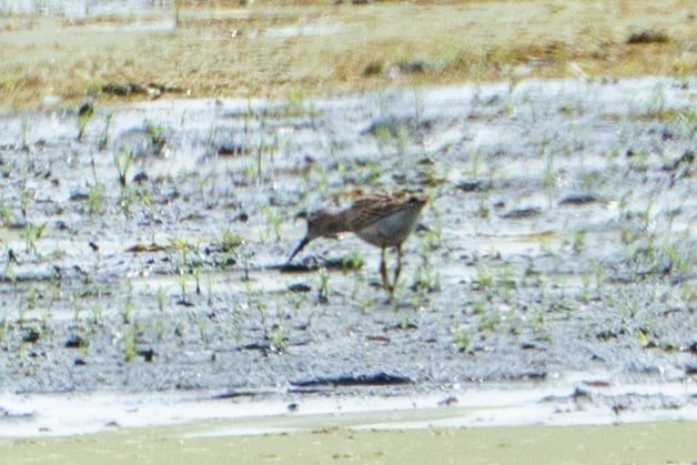 Stilt Sandpiper - ML641067387