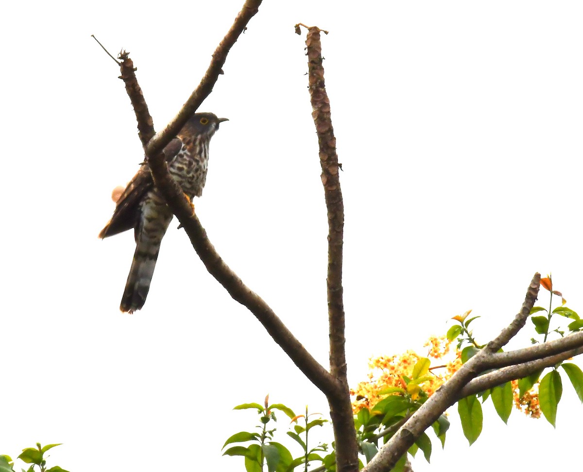 Large Hawk-Cuckoo - ML641067391