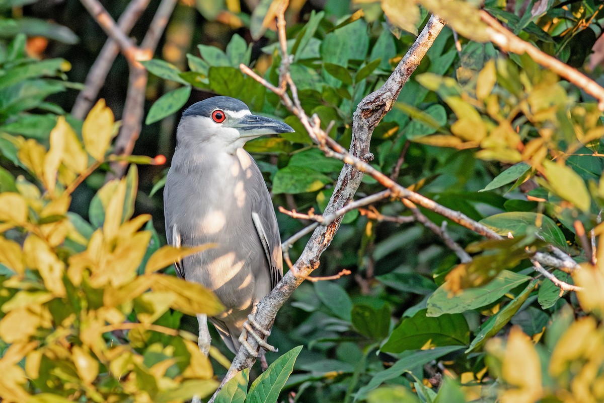 Black-crowned Night Heron - ML641067394