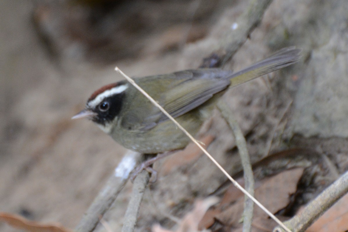 Black-cheeked Warbler - Janet Rathjen