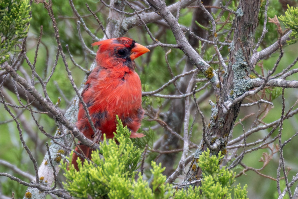 Northern Cardinal - ML641067417