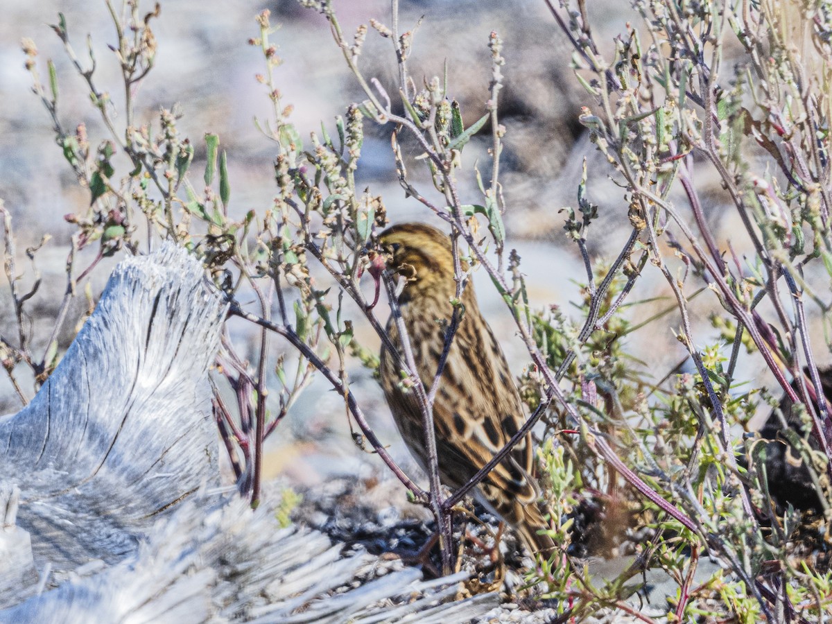 Savannah Sparrow - ML641067434