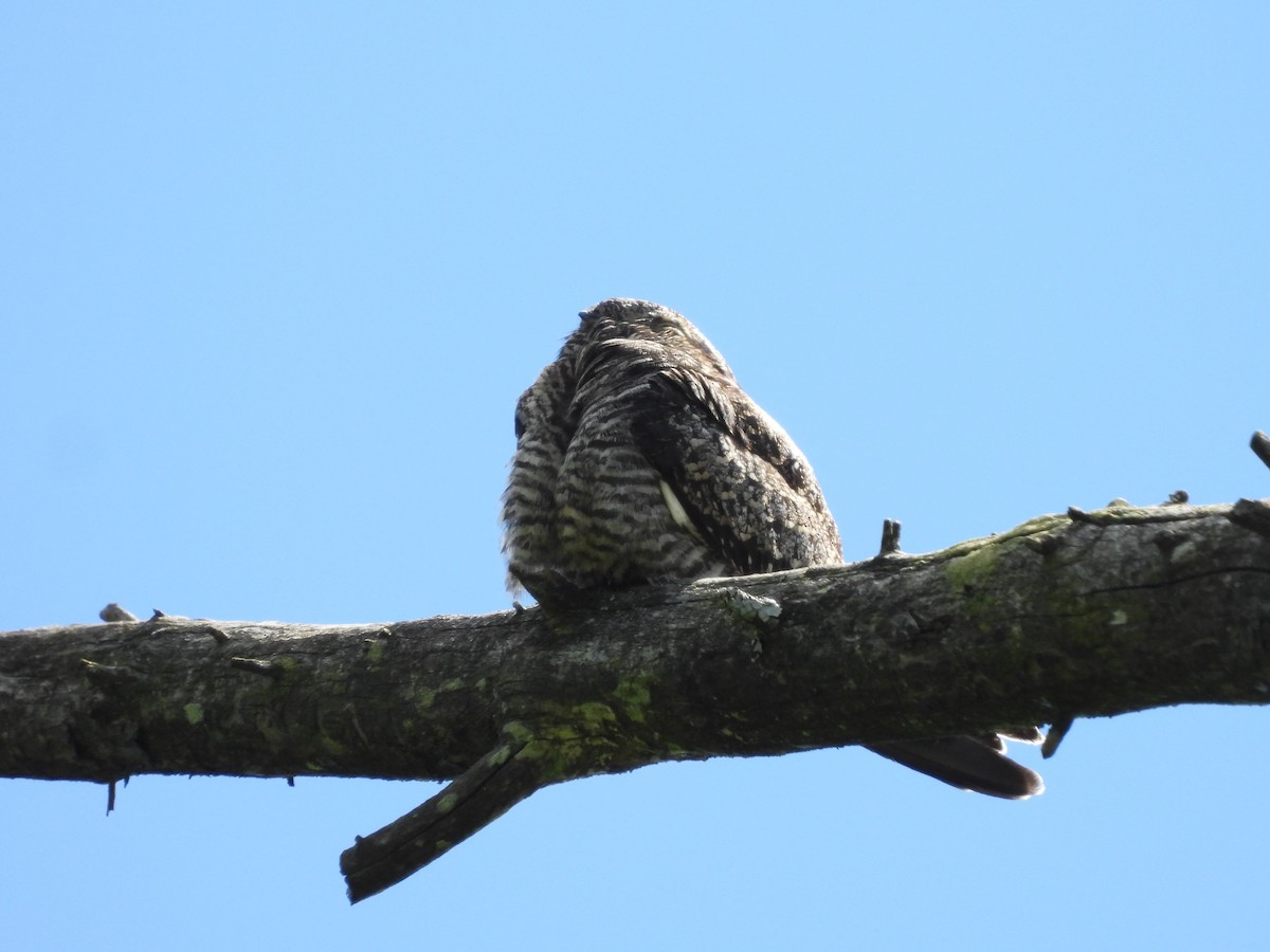 Common Nighthawk - ML641067436