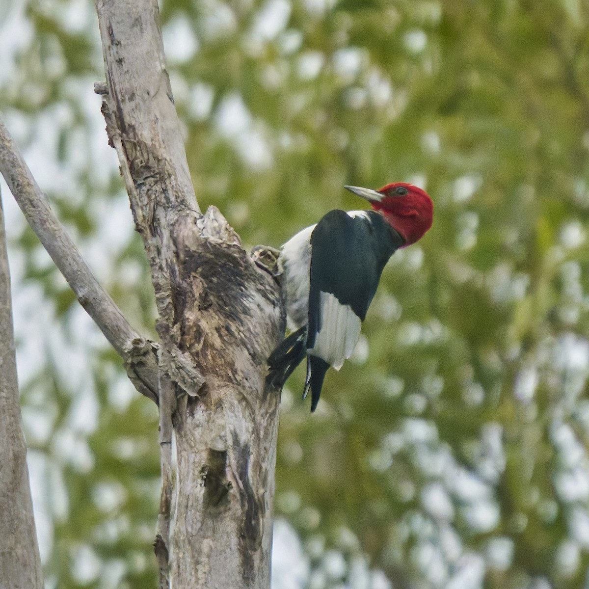 Red-headed Woodpecker - ML641067451