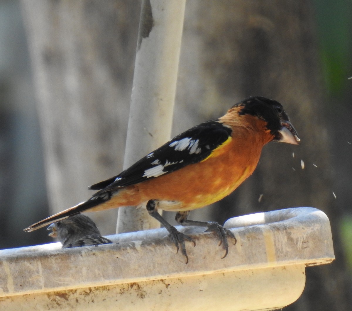 Black-headed Grosbeak - ML641067452