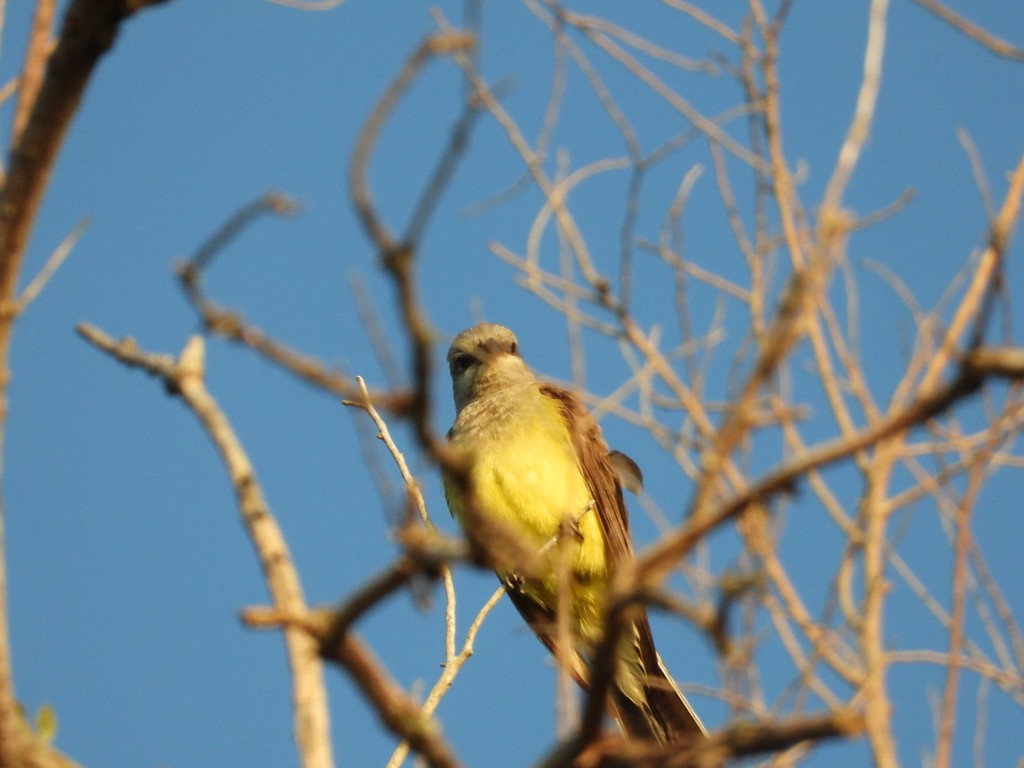 Western Kingbird - ML641067460