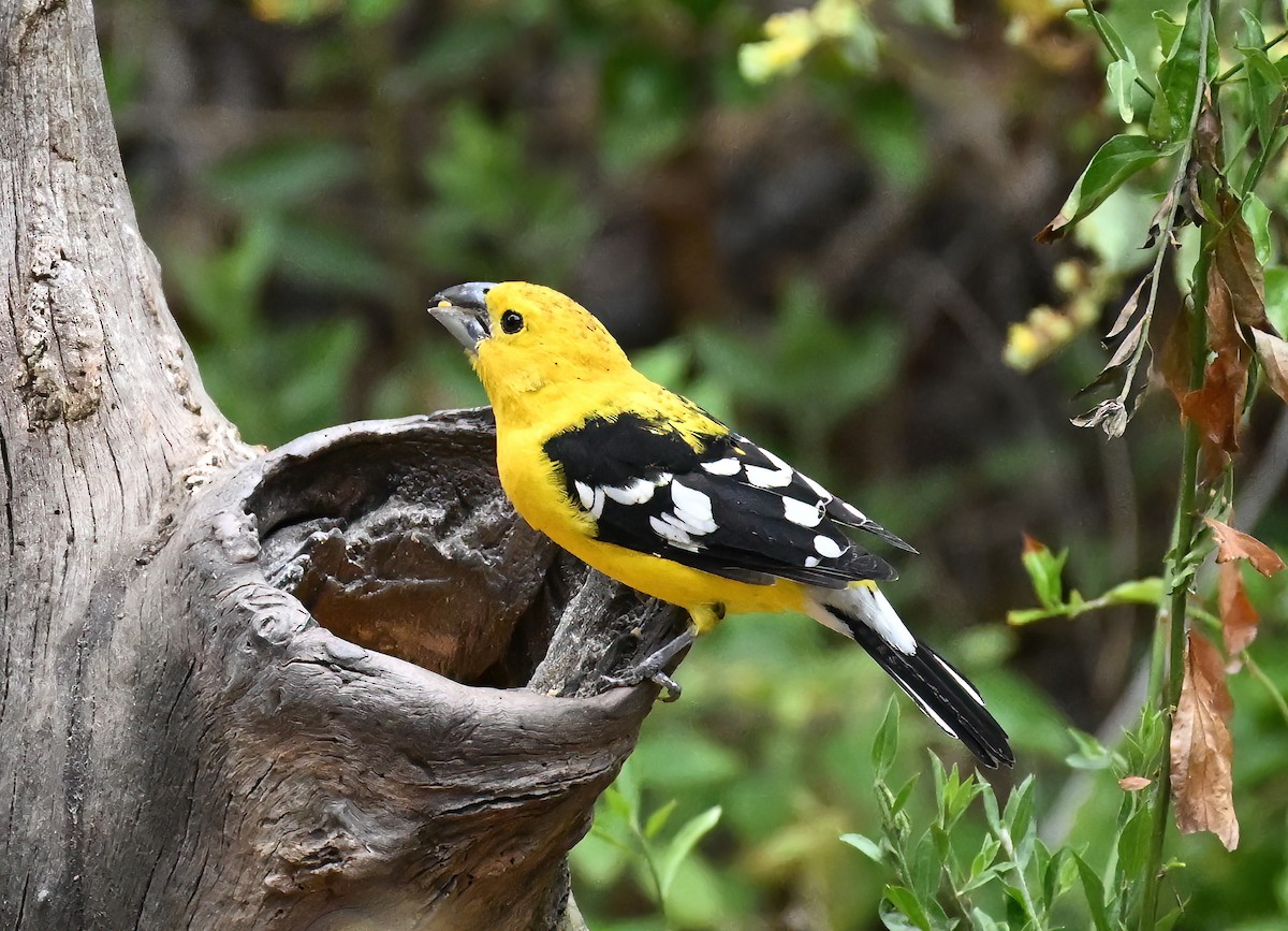Golden Grosbeak - ML641067494