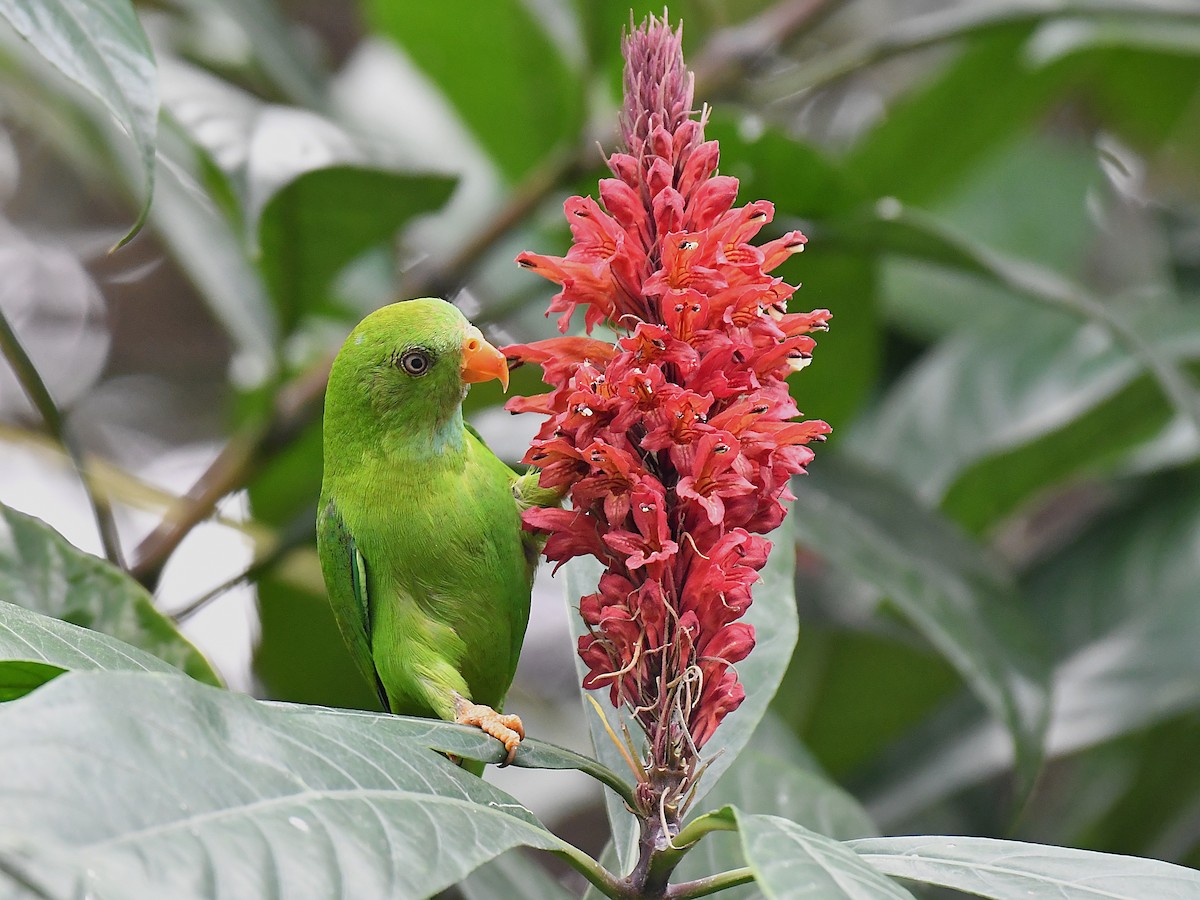 Vernal Hanging-Parrot - ML641067502