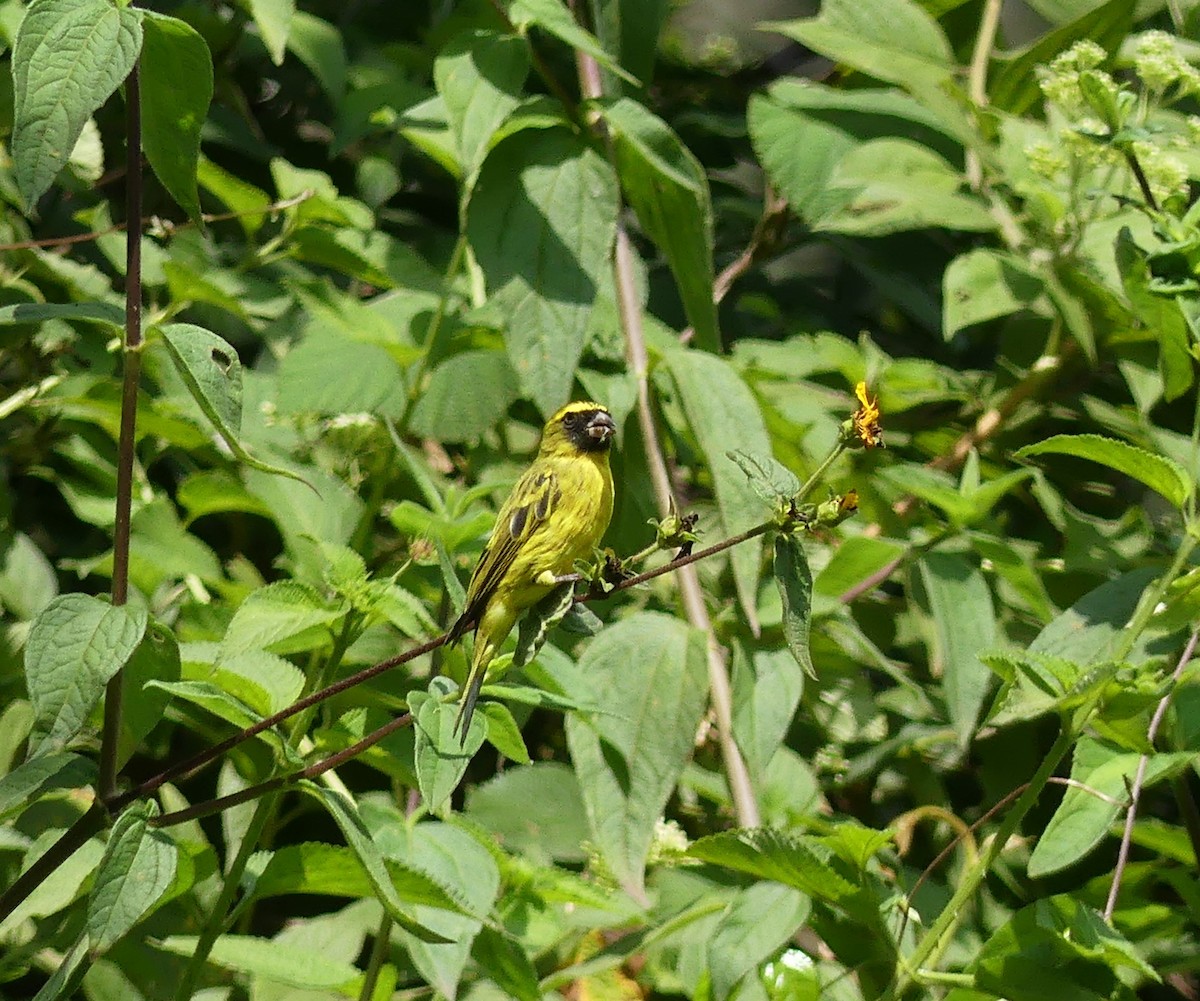 African Citril - ML641067503