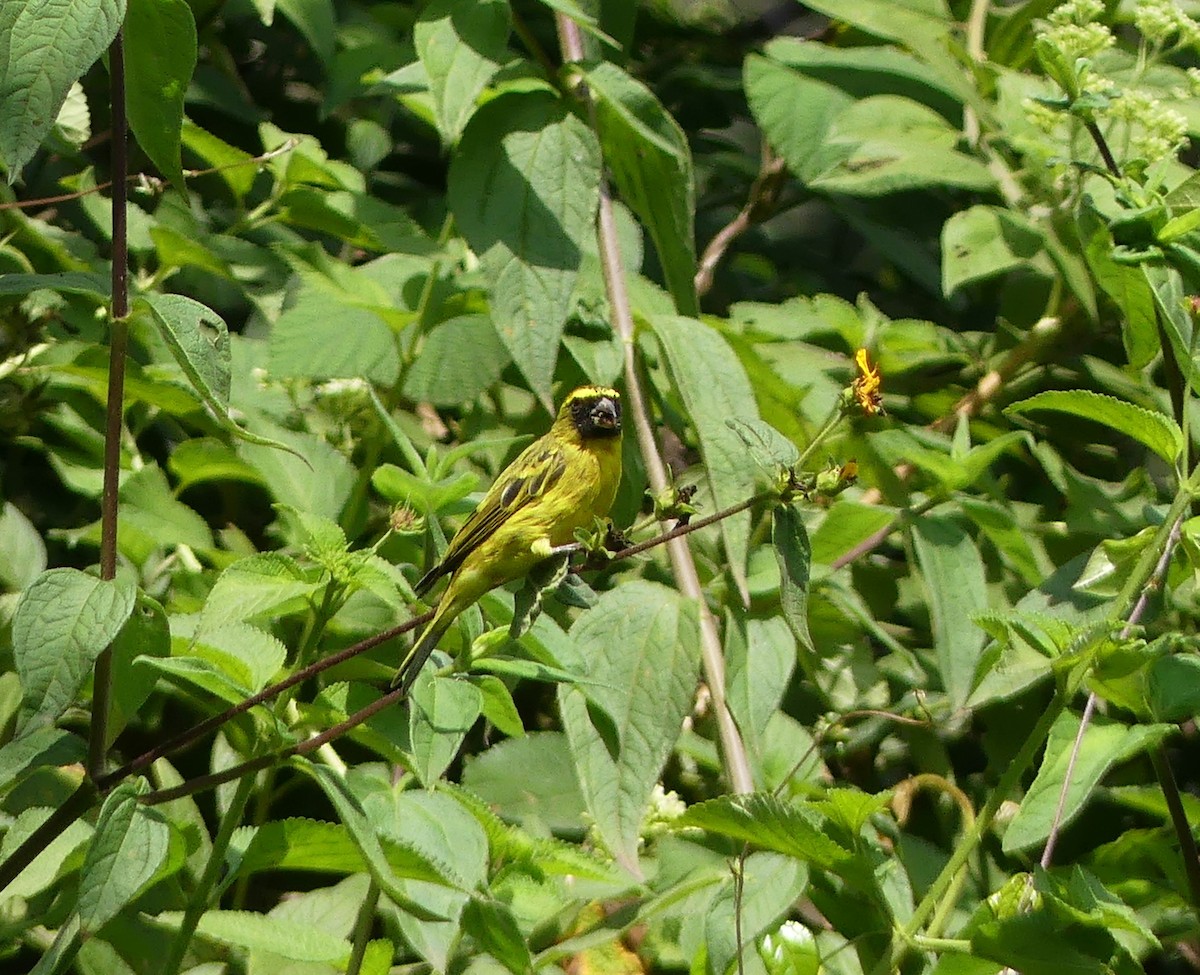 African Citril - ML641067504