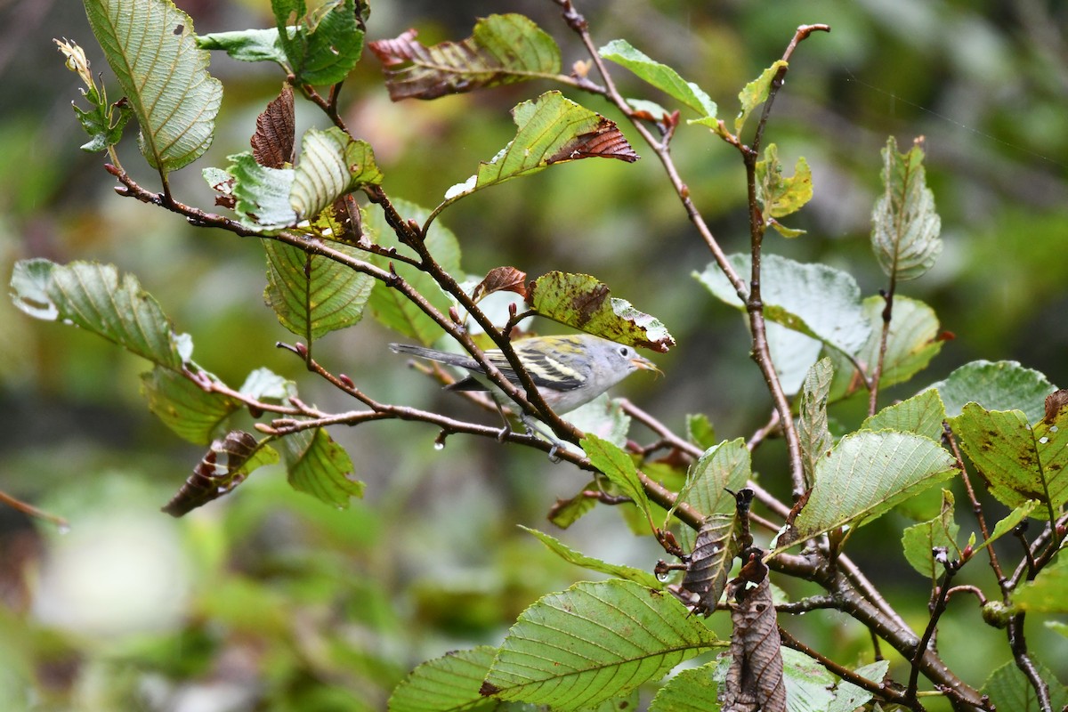 Chestnut-sided Warbler - ML641067530
