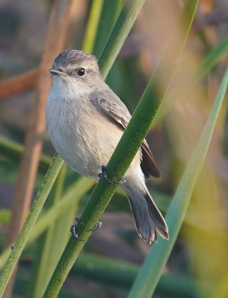 Siberian Stonechat - ML641067537