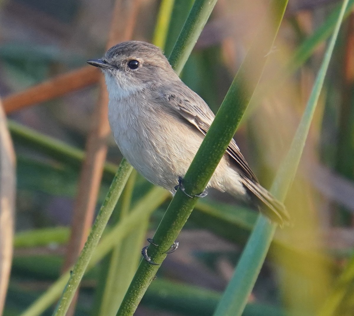 Siberian Stonechat - ML641067538