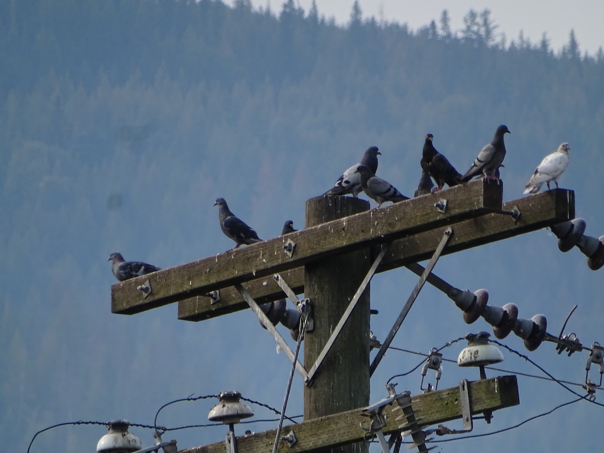 Rock Pigeon (Feral Pigeon) - ML641067547